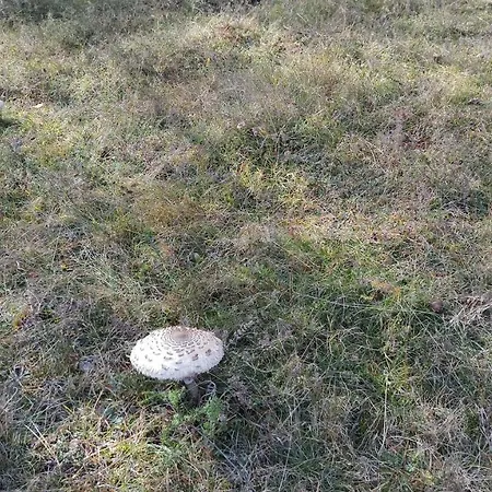 Vikend Kuca Careva Cuprija-apartman Prázdninový dům *