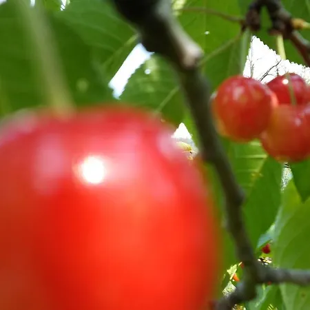 Vikend Kuca Careva Cuprija-apartman * Olovo (Zenica-Doboj)