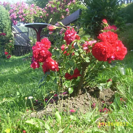 Vikend Kuca Careva Cuprija-apartman *