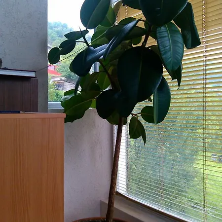 Vikend Kuca Careva Cuprija-apartman *